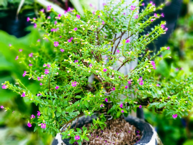 Bonsai en el fondo del jardín Fondo de textura de hojas verdes