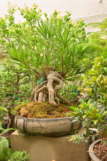 Bonsai-Gärtnerei mit Artenvielfalt