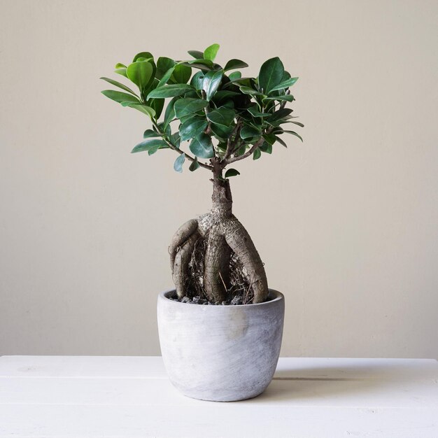 Bonsai-Ginseng oder Ficus retusa