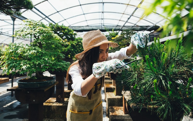 Bonsai invernadero. hileras con arbolitos, mujer trabajando y cuidando las plantas