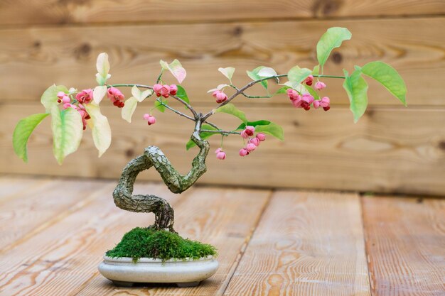 Un bonsái japonés con pequeñas flores rosas