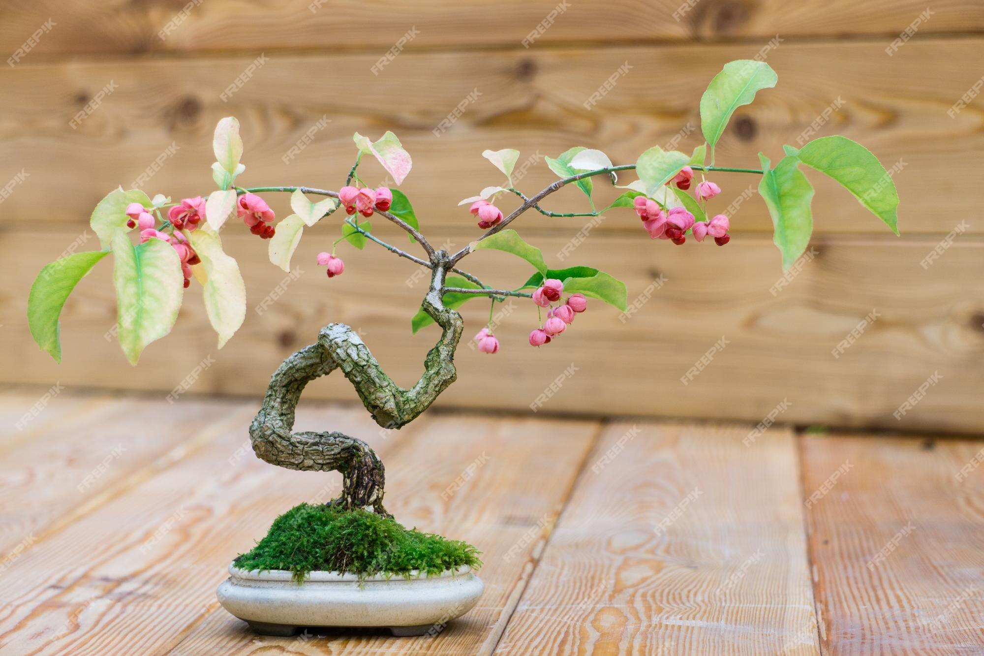 Un bonsái japonés con pequeñas flores rosas | Foto Premium Un bonsái japonés con pequeñas flores rosas | Foto Premium