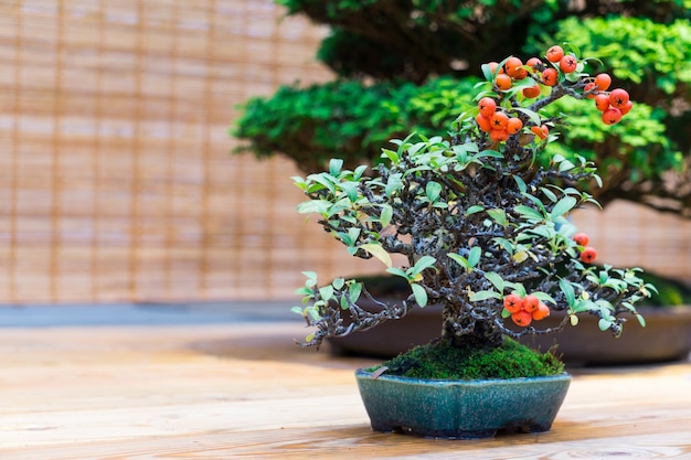 Un bonsái japonés con pequeños frutos rojos.