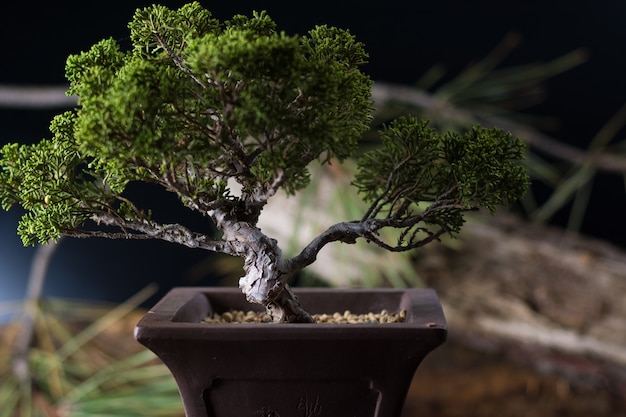 Foto bonsai juniperus chinensis