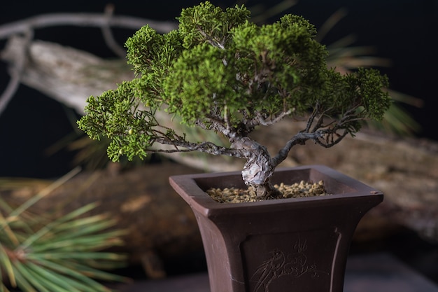 Foto bonsai juniperus chinensis