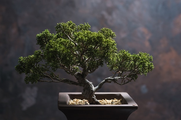 Foto bonsai juniperus chinensis