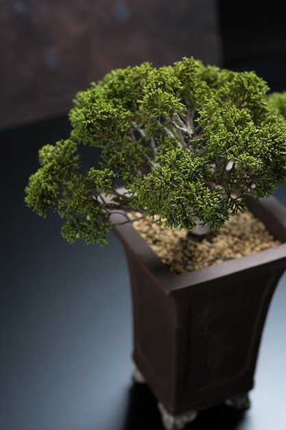 Bonsai juniperus chinensis