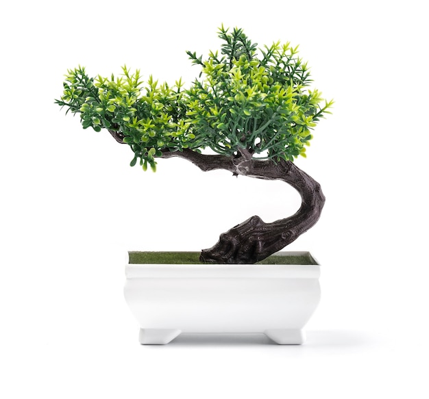 Bonsai-Kiefer vor einem weißen Wandhintergrund