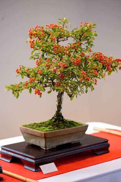 Bonsai en la maceta en bonsai stand un fondo natural