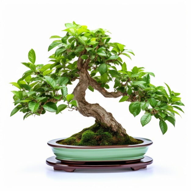 El bonsai de menta en un recipiente blanco con curvas graciosas y proporciones equilibradas