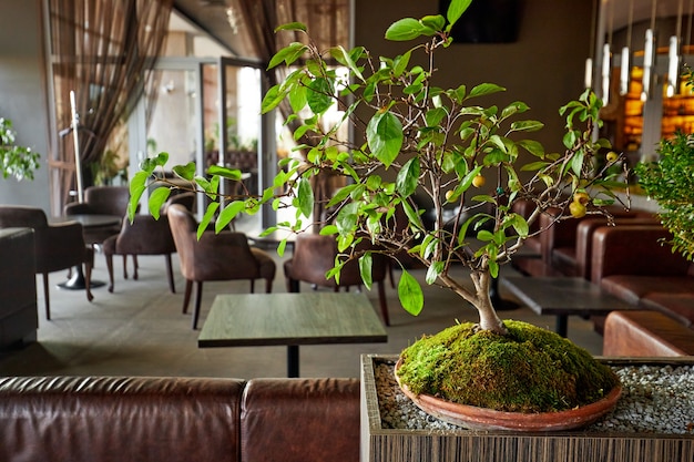 Bonsai en miniatura en restaurante.