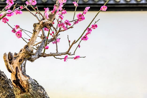 Foto bonsai mit rosa blüten