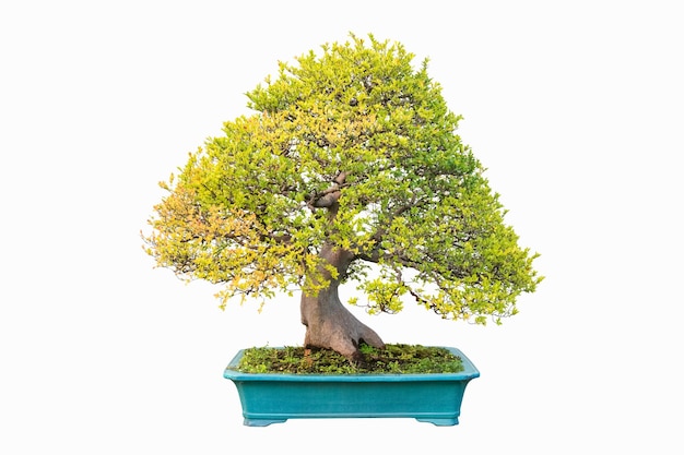 Bonsai de olmo en otoño aislado sobre fondo blanco