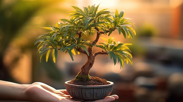 bonsai ornamental bonsai fazendo planta de bonsai bonsai vietnam árvore de bonsai em uma panela árvores de bonsai