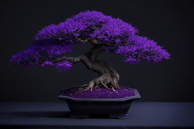 Foto bonsai pequeno de árvores bakul fundo roxo escuro