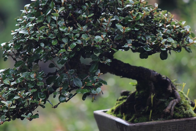 Bonsai-Pflanze Nahaufnahme auf einem verschwommenen Hintergrund