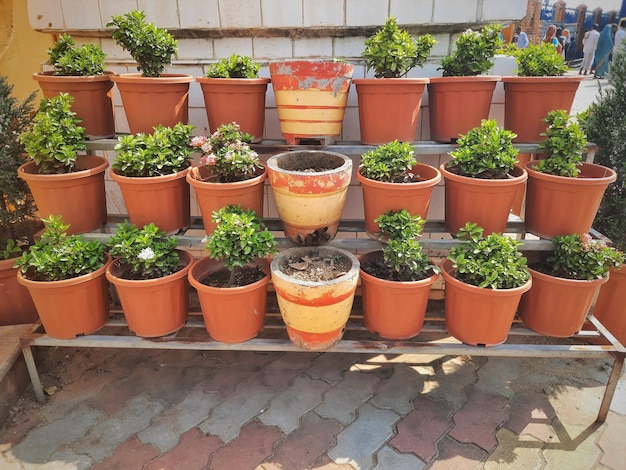 Foto bonsai-pflanzen in töpfen auf einem balkon in marokko