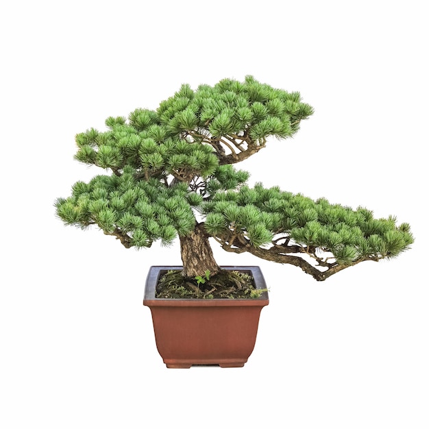 Bonsai pinheiro com fundo branco