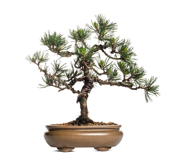 Bonsai de pino silvestre, Pinus sylvestris, aislado en blanco