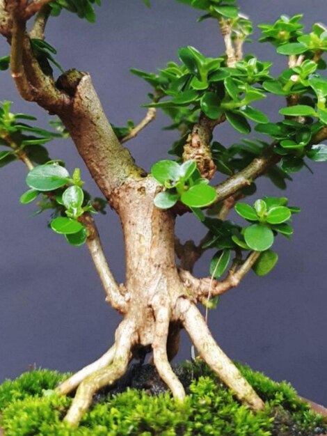 Bonsai en una superficie de madera con la luz del sol brillando a través de la persiana horizontal