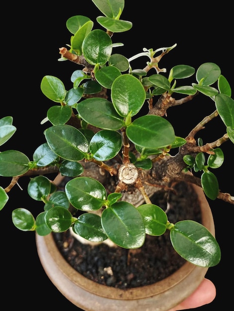 Bonsai en una superficie de madera con la luz del sol brillando a través de la persiana horizontal