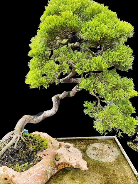 Bonsai en una superficie de madera con la luz del sol brillando a través de la persiana horizontal