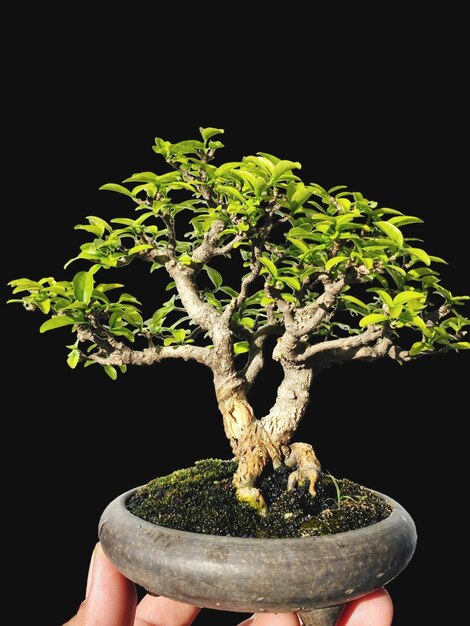 Bonsai en una superficie de madera con la luz del sol brillando a través de la persiana horizontal