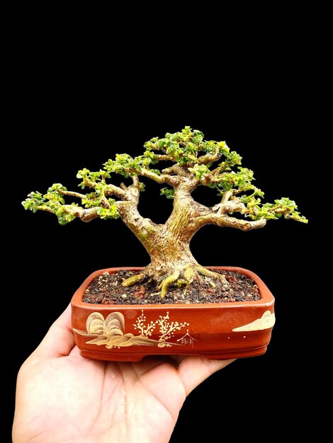 Bonsai en una superficie de madera con la luz del sol brillando a través de la persiana horizontal