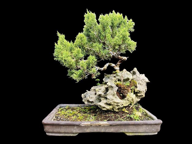 Foto bonsai en una superficie de madera con la luz del sol brillando a través de la persiana horizontal