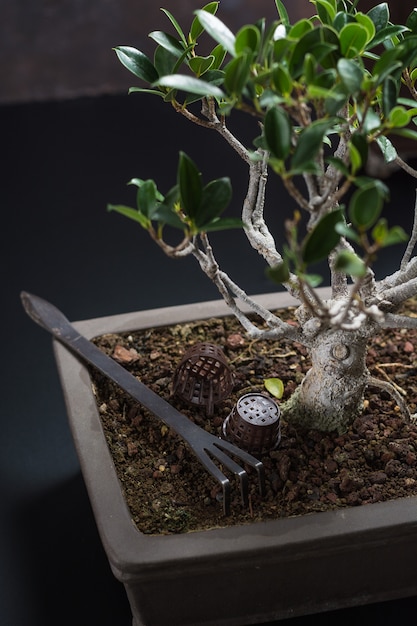 Bonsai, típico de la cultura japonesa.