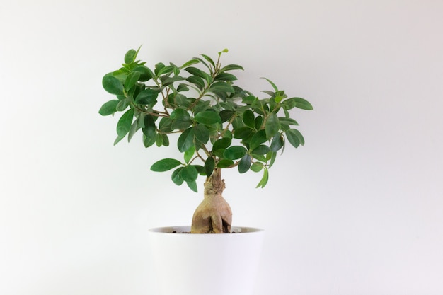 Bonsai tipo Ficus, en maceta blanca con blanco