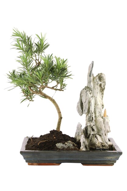 Bonsai