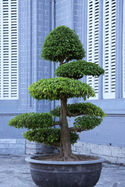 bonsai