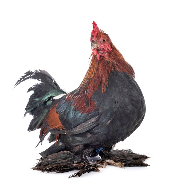 Booted Bantam isoliert