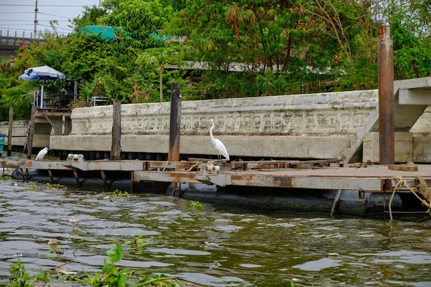 Foto bootsfahrt auf dem chao phraya fluss