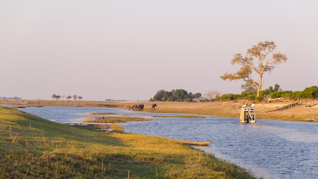 Bootskreuzfahrt und Safari der wild lebenden Tiere auf Chobe River, Grenze Namibias Botswana, Afrika. Chobe National Park, berühmtes Wildlilfe-Reservat und gehobenes Reiseziel.