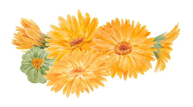 Foto boquet de laranja calendula officinalis aquarela ilustrações desenhadas à mão elementos botânicos para