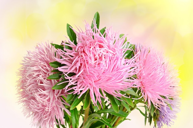 Boquet de flores de aster otoñal en el fondo colorido bokeh