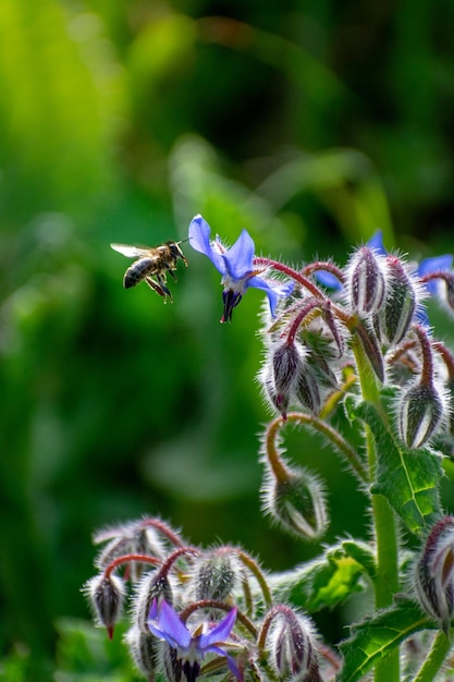 Borago officinalis