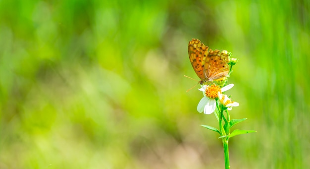 Borboleta agarrada a um pólen de flor amarela.