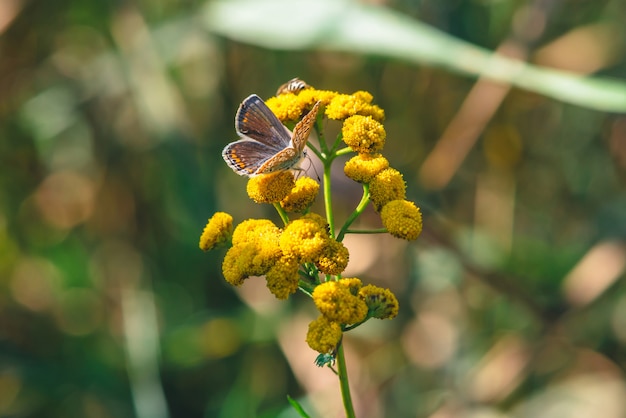 Borboleta alaranjada pequena na flor selvagem amarela com espaço da cópia no bokeh.