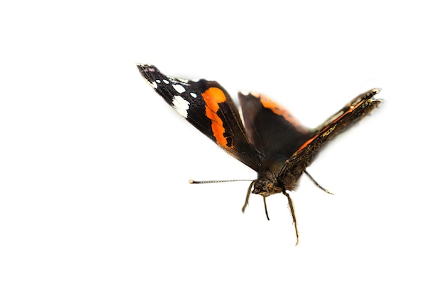 Borboleta almirante cortada para processamento adicional para compor delicado colorido