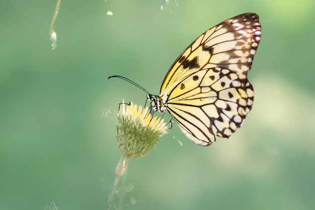 Borboleta amarela em flor