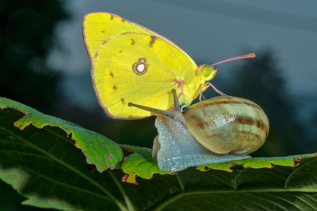 Borboleta amarela em um caracol