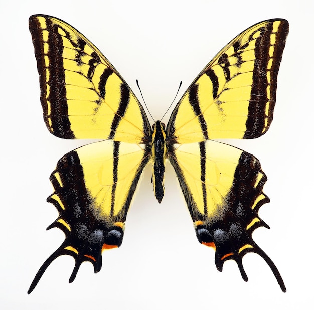 Borboleta amarela isolada no branco. Swallowtail Papilio multicaudata fecha macro, coleção