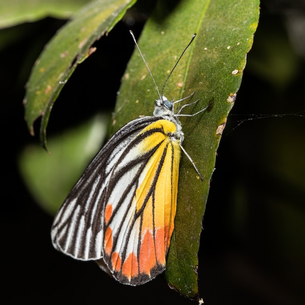 Borboleta amarela na folha