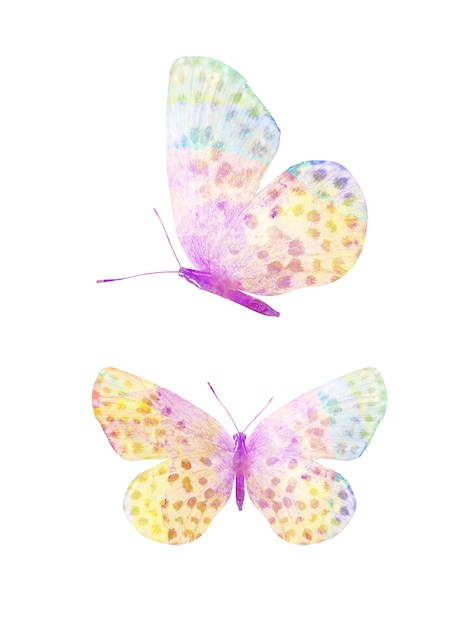 Foto borboleta aquarela multicolor. inseto tropical. isolado em fundo branco