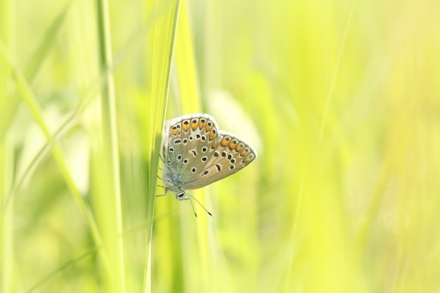 Borboleta azul comum em um prado primavera sob o sol