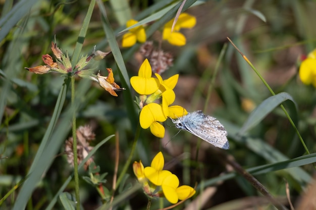 Foto borboleta azul comum polyommatus icarus alimentando-se de dyer's broom genista tinctoria florescendo perto de padstow na cornualha