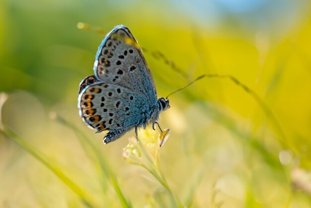 Borboleta azul cravejada de prata em flor de urze